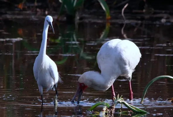 File:African Spoonbill, Platalea alba being followed by a Little Egret, Egretta garzetta at Marievale Nature Reserve, Gauteng, South Africa (8116913210).jpg