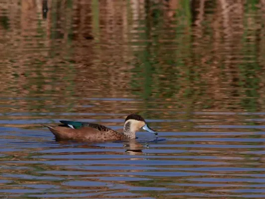 File:Blue-billed Teal (Spatula hottentota), Marievale Nature Reserve, Gauteng, South Africa (8116912715).jpg