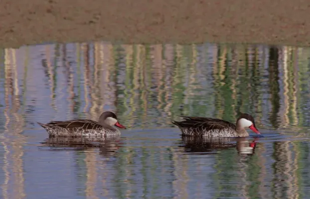 File:A pair of Red-billed Teal Anas erythrorhyncha, Marievale (8116911851).jpg