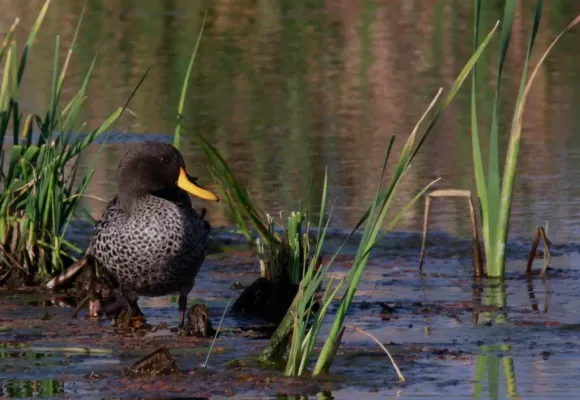 File:Yellow-billed duck, Anas undulata (8116916794).jpg