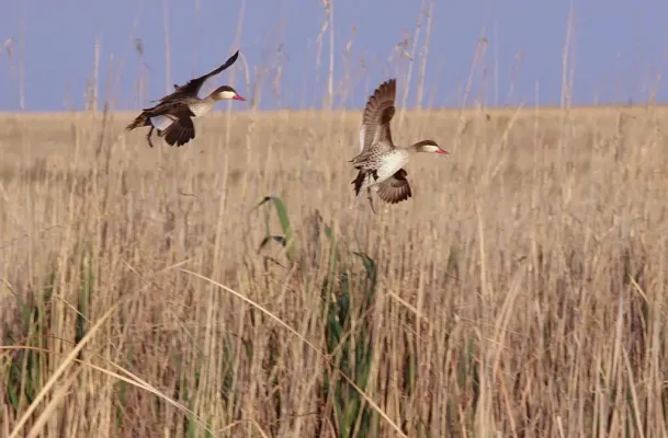 File:A pair of Red-billed Teal, Anas erythrorhyncha, flying over grass. (8131795094).jpg