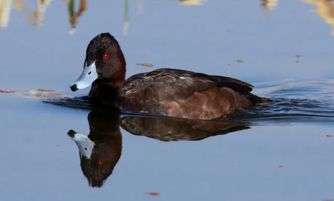 File:Southern Pochard (Netta erythrophthalma) (9716887179).jpg