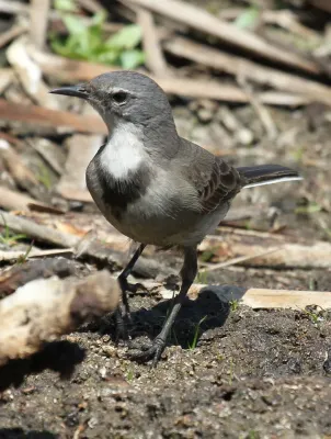 File:Cape Wagtail, Motacilla capensis at Marievale Nature Reserve, South Africa (9708427311).jpg