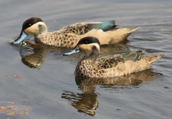 File:Blue-billed Teal (Spatula hottentota) at Marievale Nature Reserve, Gauteng, South Africa (21166898901).jpg