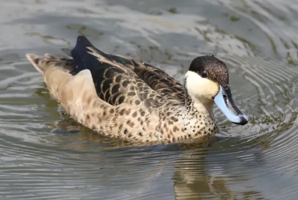 File:Blue-billed Teal (Spatula hottentota) at Marievale Nature Reserve, Gauteng, South Africa (20536406464).jpg