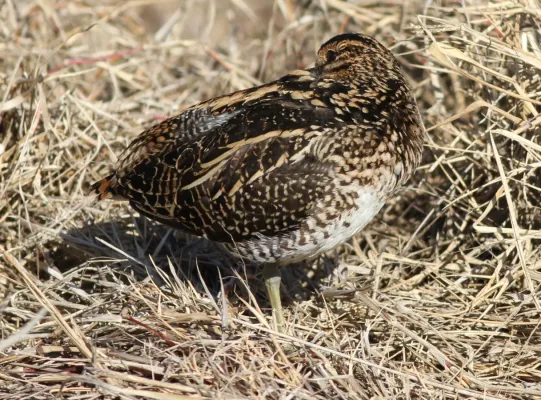 File:African Snipe, Gallinago nigripennis at Marievale Nature Reserve, Gauteng,South Africa (20896615554).jpg