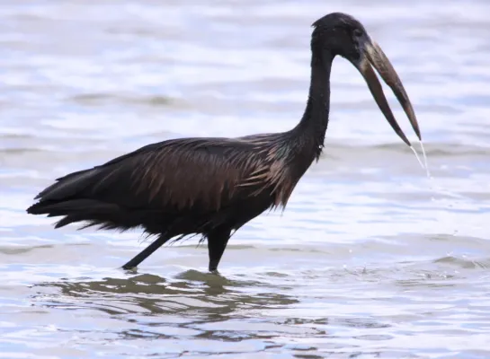 File:African Openbill, Anastomus lamelligerus (6069962227).jpg