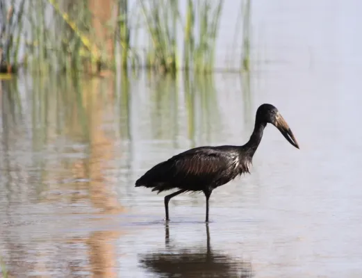 File:African Openbill, Anastomus lamelligerus (6073692460).jpg