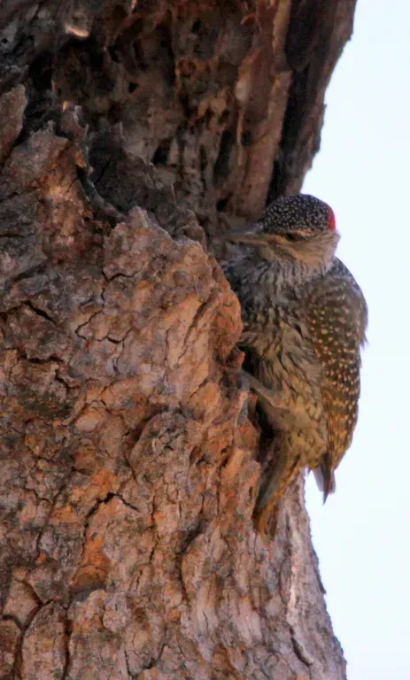 File:Golden-tailed Woodpecker, Campethera abingoni (6017629792).jpg