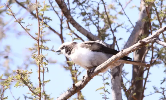 File:Southern White-crowned Shrike (Eurocephalus anguitimens) taken at the entrance to the Mapungubwe campsite (6016858239).jpg