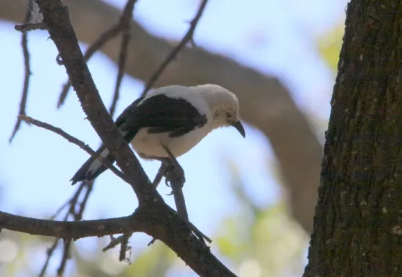 File:Southern Pied-babbler (Turdoides bicolor) (6018003010).jpg