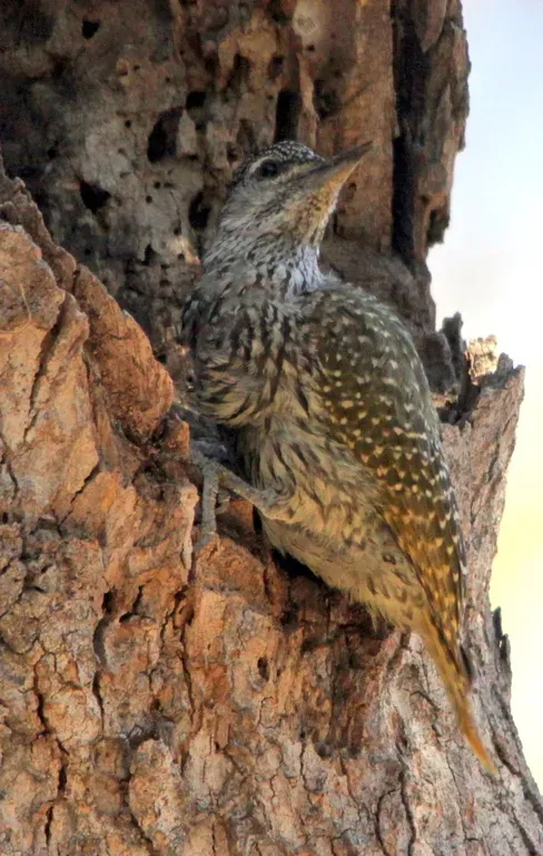 File:Golden-tailed Woodpecker, Campethera abingoni (6017079301).jpg
