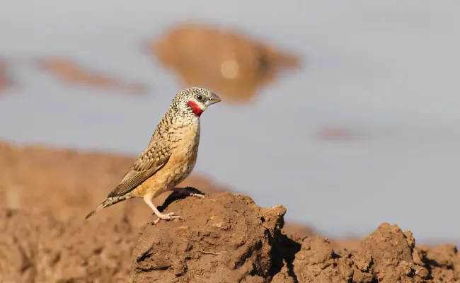 File:Cut-throat finch, Amadina fasciata at Mapungubwe National Park, Limpopo, South Africa (album includes copulating pair) (17863919912).jpg