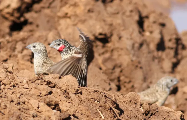 File:Cut-throat finch, Amadina fasciata at Mapungubwe National Park, Limpopo, South Africa (album includes copulating pair) (17679217980).jpg