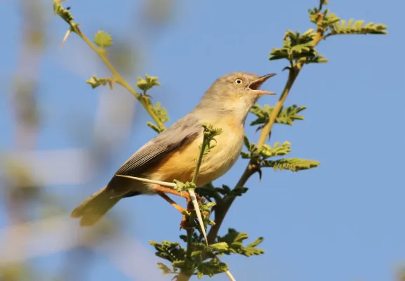 File:Burnt-necked eremomela, Eremomela usticollis, at Mapungubwe National Park, Limpopo, South Africa (17281853944).jpg