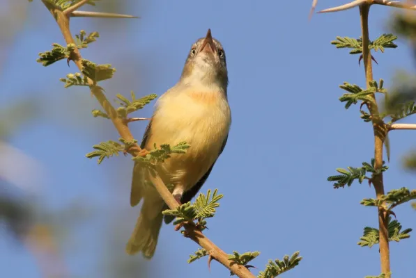File:Burnt-necked eremomela, Eremomela usticollis, at Mapungubwe National Park, Limpopo, South Africa (17718110579).jpg