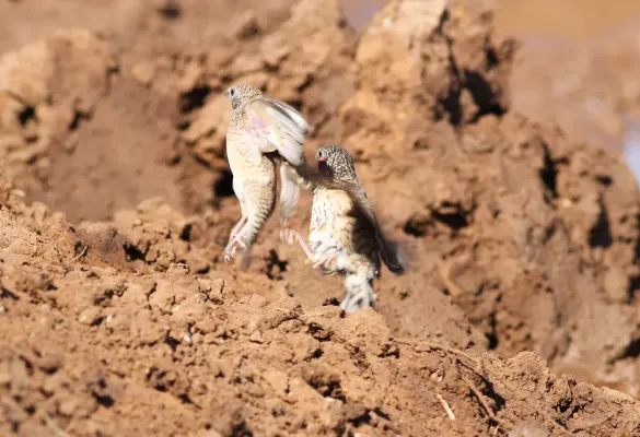 File:Cut-throat finch, Amadina fasciata at Mapungubwe National Park, Limpopo, South Africa (album includes copulating pair) (17244255754).jpg