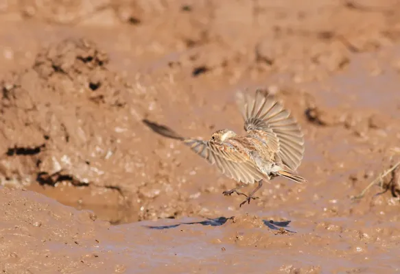 File:Chestnut-backed sparrow-lark,Eremopterix leucotis at Mapungubwe National Park, Limpopo, South Africa (17913575906).jpg