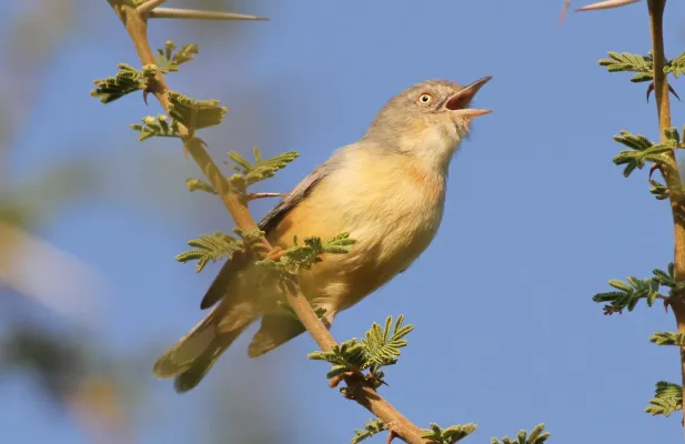 File:Burnt-necked eremomela, Eremomela usticollis, at Mapungubwe National Park, Limpopo, South Africa (17716533688).jpg