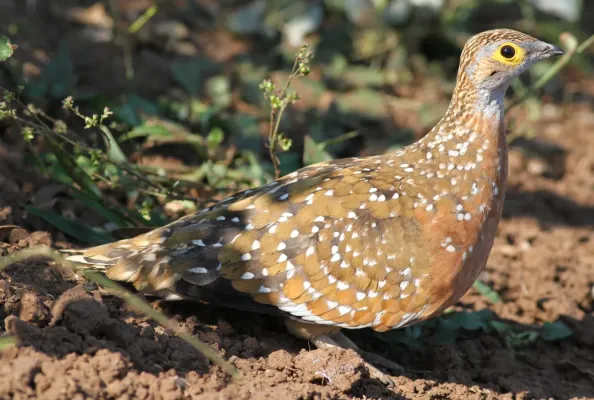 File:Burchell's sandgrouse, Pterocles burchelli, at Mapungubwe National Park, Limpopo, South Africa (17952265026).jpg