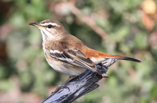 File:White-browed scrub robin, Cercotrichas leucophrys at Mapungubwe National Park, Limpopo, South Africa (17380203084).jpg