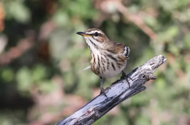 File:White-browed scrub robin, Cercotrichas leucophrys at Mapungubwe National Park, Limpopo, South Africa (18003611151).jpg