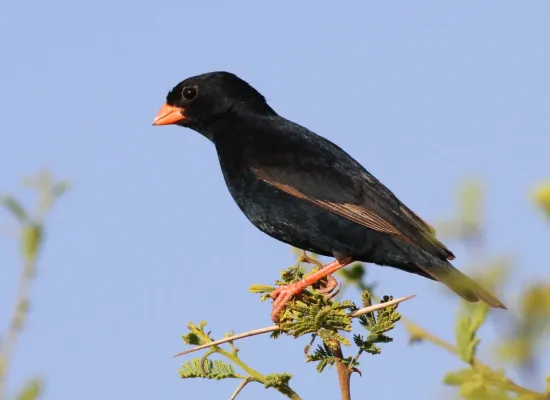 File:Village indigobird, Vidua chalybeata, at Mapungubwe National Park, Limpopo, South Africa (male) (18010696666).jpg