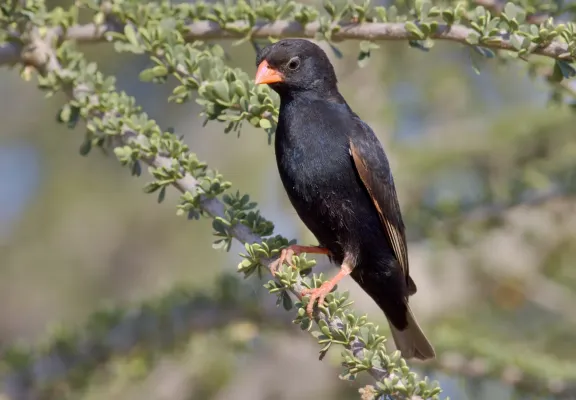File:Village indigobird, Vidua chalybeata, at Mapungubwe National Park, Limpopo, South Africa (male) (17849716130).jpg