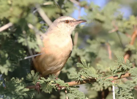 File:Long-billed Crombec (or Cape Crombec), Sylvietta rufescens, at Mapungubwe National Park, Limpopo, South Africa (18216742683).jpg