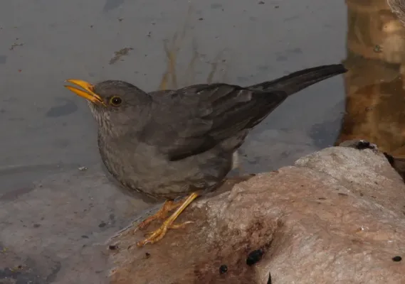 File:Karoo thrush (Turdus smithi) (5915828755).jpg