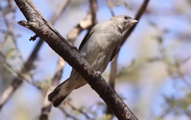 File:Lesser Honeyguide (Indicator minor) in Mapungubwe (6037876293).jpg