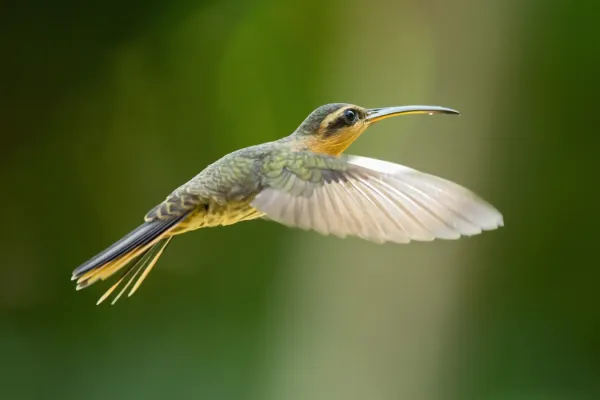 File:Saw-billed Hermit Ramphodon naevius.jpg