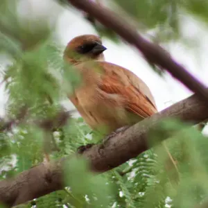 File:Agelaioides badius fringillarius -Brazil-3-3c.jpg