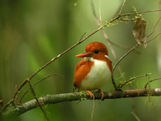 File:Madagascar Pygmy Kingfisher (Corythornis madagascariensis), Mantadia National Park, Madagascar (4467399434).jpg