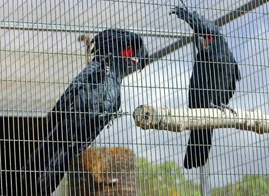 File:Palm Cockatoo (Probosciger aterrimus) -zoo.jpg