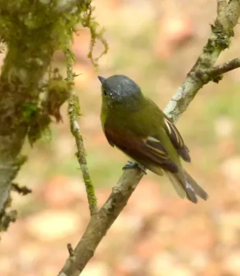 File:Pachyramphus versicolor (Cabezón barrado) - Hembra (17013348321).jpg