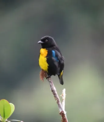 File:Bangsia melanochlamys - Tangara aurinegra - Black-and-Gold Tanager (8553364280).jpg
