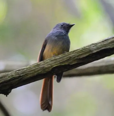 File:Blue-headed Fantail (Rhipidura cyaniceps) (7187399834).jpg