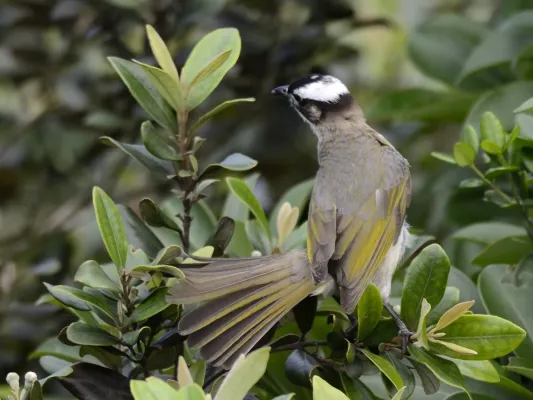 File:Light-vented Bulbul (Pycnonotus sinensis) (7184485008).jpg