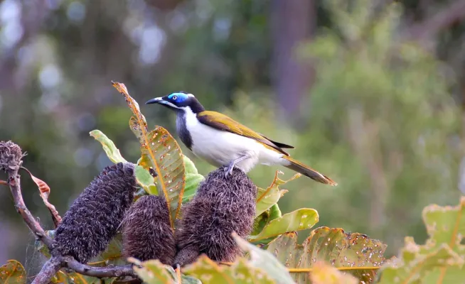 File:Blue-faced Honeyeater (Entomyzon cyanotis) (6856369383).jpg
