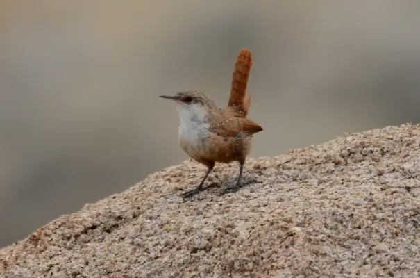 File:Canyon wren (Catherpes mexicanus) (6385658831).jpg