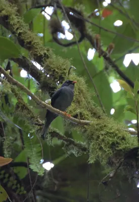 File:Black-faced Solitaire (Myadestes melanops) (5818993001).jpg