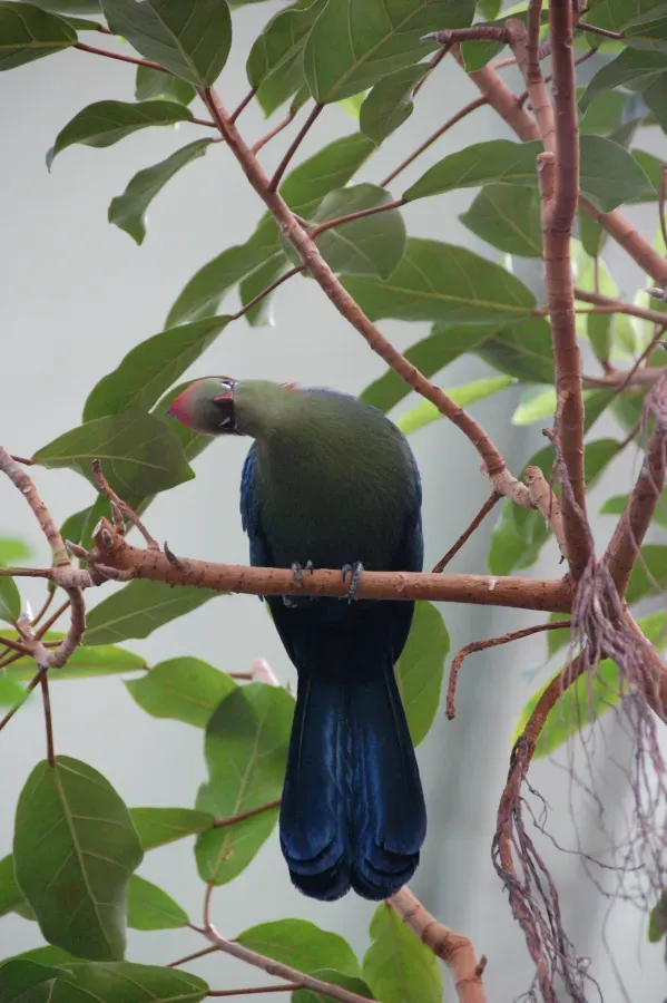 File:Fischer's Turaco (Tauraco fischeri) (5627313368).jpg