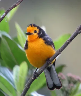 File:Myioborus ornatus - Abanico cariblanco - Golden-fronted Whitestart (8872557662).jpg