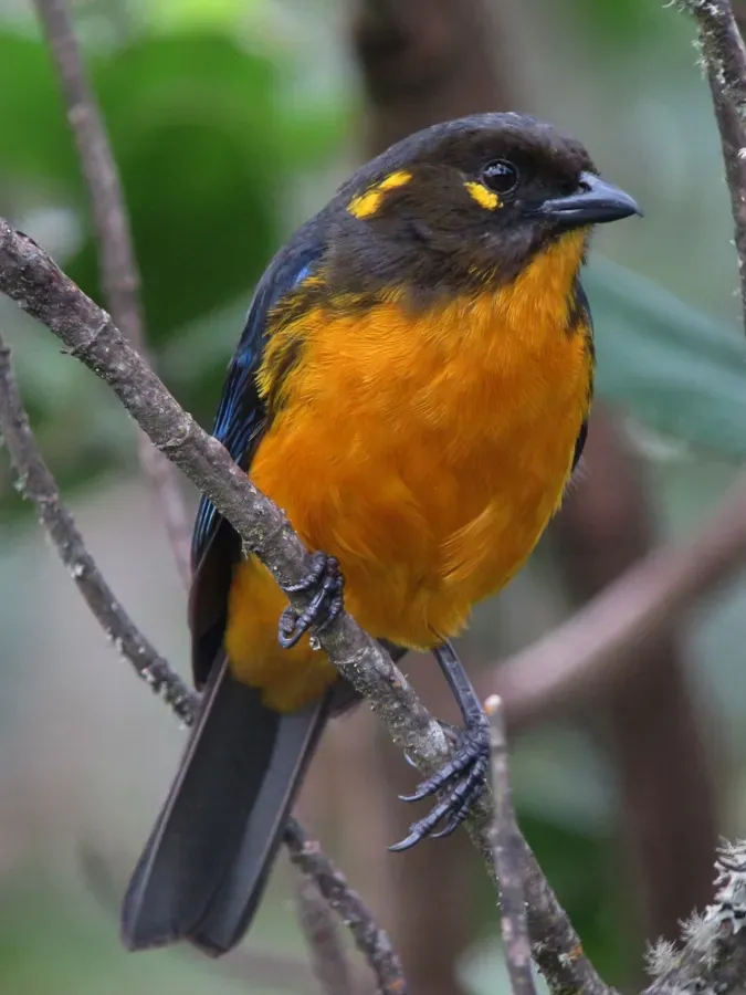 File:Anisognathus lacrymosus - Tangara lacrimosa - Lachrymose Mountain-Tanager (8729291521).jpg