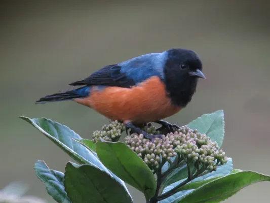 File:Conirostrum sitticolor - Conirrostro encapuchado - Blue-backed Conebill (8730321476).jpg