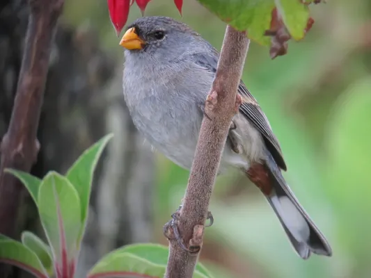 File:Catamenia analis - Semillero coliblanco - Band-tailed Seedeater (8741940475).jpg