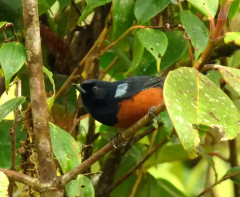 File:Diglossa gloriosissima (Diglosa pechirrufa) (13960827078).jpg