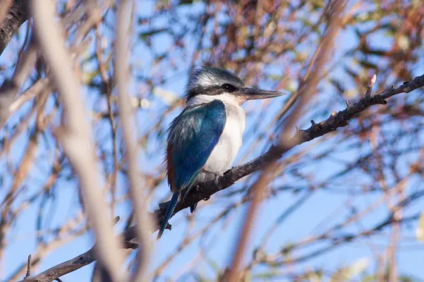 File:Red-backed Kingfisher (Todiramphus pyrrhopygius) (8079616483).jpg