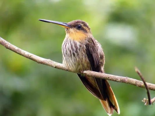 File:Ramphodon naevius-3.jpg